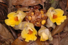 Amomum muricatum